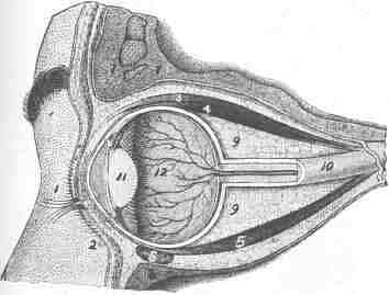 Section through the right eye